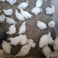 مرغ گوشتی