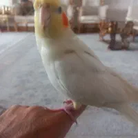 عروس هلندی نرفول رام سخنگو.ویک جفت عروس باچهارجوجه