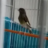 قناری ماده.کوزه..سهره.گلبسر