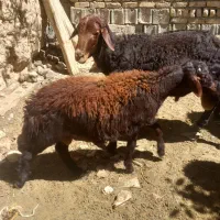 بره نر کشتاری