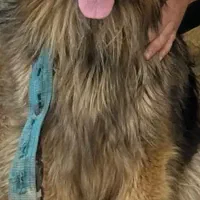 سگ ژرمن شپرد