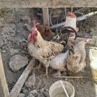 خروس و مرغ تخمگذار