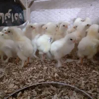 جوجه برهما لایت مرغ و خروس