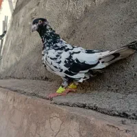 سوسکی بزک کاکلی