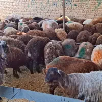 گوسفند قربانی