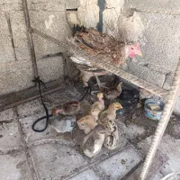 مرغ گلین جوجه دار
