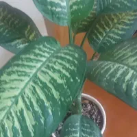 گل های طبیعی سبز و جوان مناسب اپارتمان اداری.مغازه