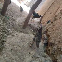 بوقلمون ماده