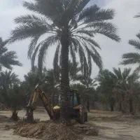 نخلستان علیزاده7177