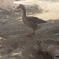 بط ماده