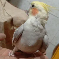 یک جفت عروس هلندی مولد سینامون|پرنده|بندر امام خمینی, |دیوار