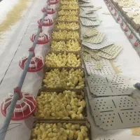 کارگر ساده جهت کار در مرغداری شهر سراب
