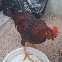 فروش خروس بلک استار ۶ ماهه