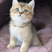 گربه بلک گلد روشن پسر