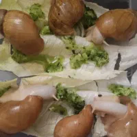 حلزون