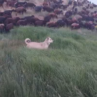 سگ سرابی