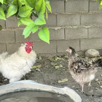 مرغ وخروس فریزل نایاب