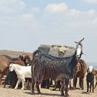 نربز