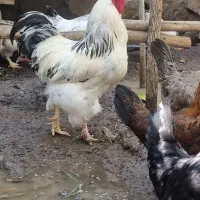 خروس برهما لایت اصیل