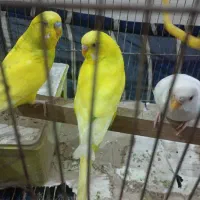 فروش مرغ عشق