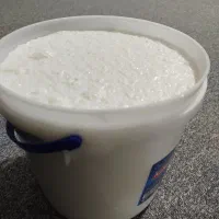 ماست بز