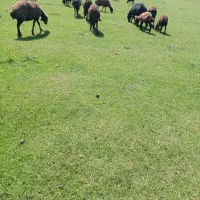 بره ماده