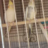 عروس هلندی