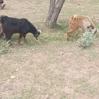 فروش، بز، بیگ، بره، تکی و باهم