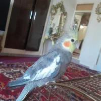 عروس اهلی نر
