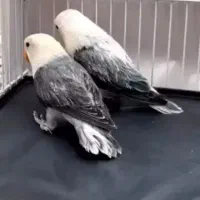 قفس کوتوله یووینگ کلکسیونی