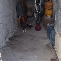 خروس