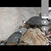 مرغ شاخدار.