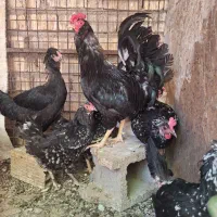بوقلمون جوجه مرغ گلین