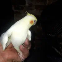 پرنده