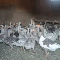 غاز