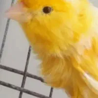 قناری نر طلایی زرد یکدست معاوضه جوجه قناری‌ابلغ