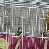 فنچ
