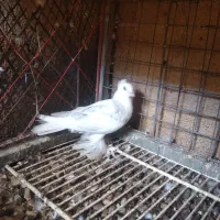 سفید کاکل پاپر بلند نوک ریز