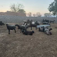 میش