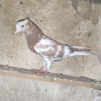 کبوتر|پرنده|کاکی, |دیوار