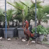 خروس لار اصیل