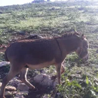 فروش الاغ سواری گله ای ارام