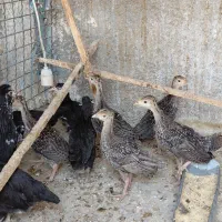 جوجه بوقلمون برنز درشت خانگی