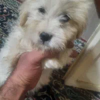واگذاری پا کوتاه
