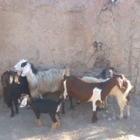 بز با بزغاله داشتی یا گوسفند پر شیر درجه یک