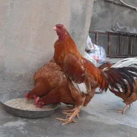 خروس لاری اصل و جوان و مرغ