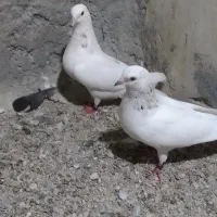 کفتر
