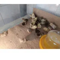 جوجه بلدرچین از یک روزه تا ده روز