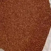 گندم تمیز فروشی