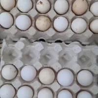 تخم مرغ محلی|خوردنی و آشامیدنی|اهرم, |دیوار